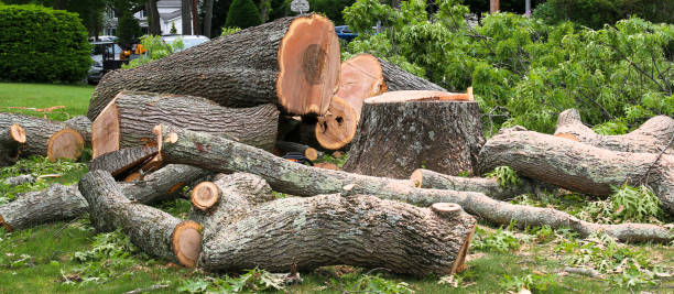 Best Storm Damage Tree Cleanup  in Rogersville, TN